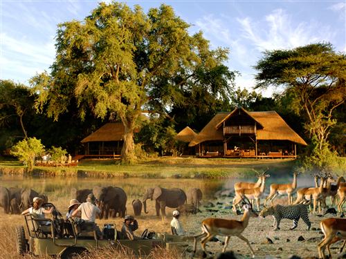 safari