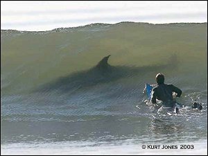 shark