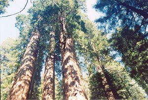 Sequoias