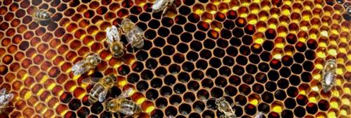 bee hive 