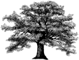 Oak Tree