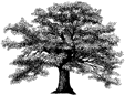 Oak Tree